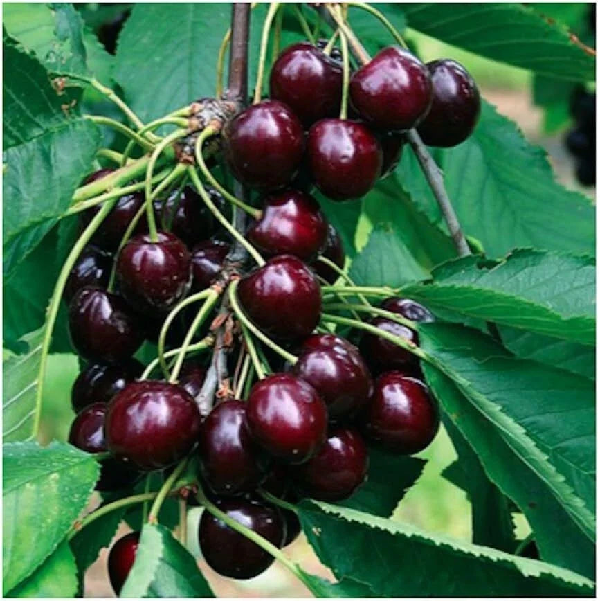 Black Rainier Cherry Seeds | Edible Fruit, Native Prunus avium, Sweet Juicy Berries, Garden Tree, Fruit Seeds Pack