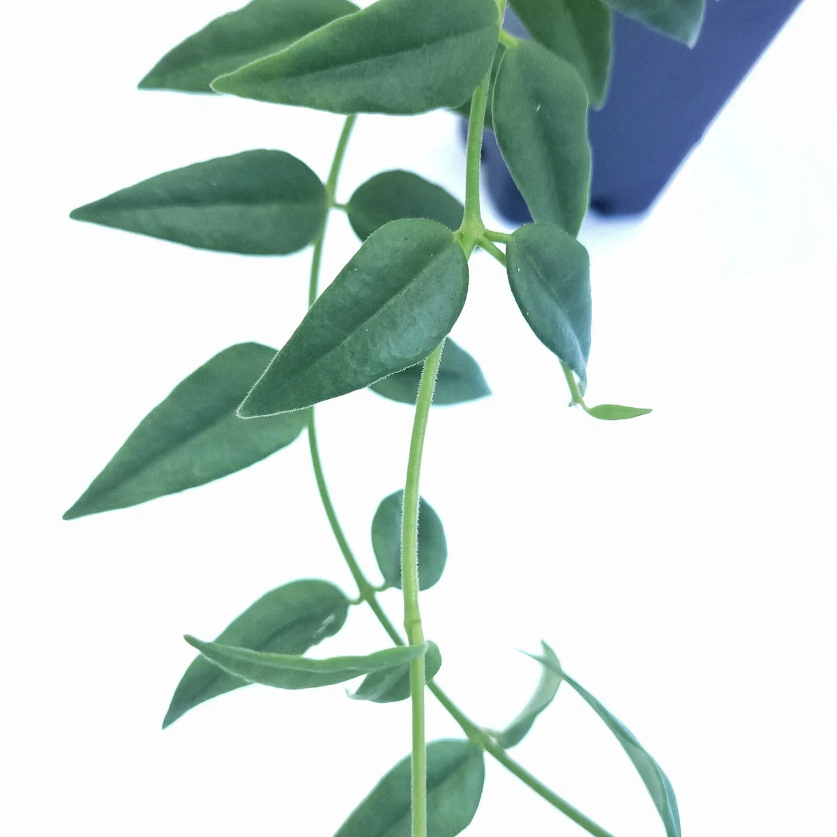 Hoya Bella Cutting - One Stem Live Houseplant - Trailing Vine - California Grown - Hoya bella