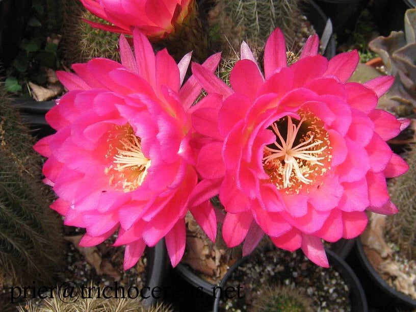 Tricocereus Grandiflorus Cactus 5" Pink Flowers in 4.5" Pot - Show-Stopper Succulent Plant for Home Decor
