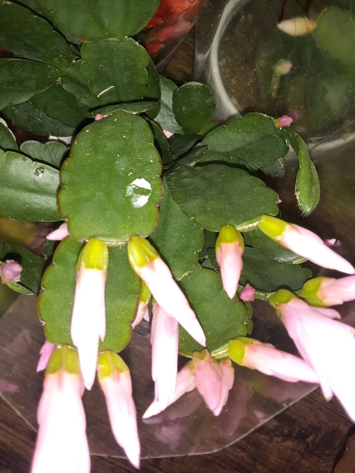 Light Pink Easter Cactus Cutting - Hatiora gaertneri - Indoor Propagation Plant