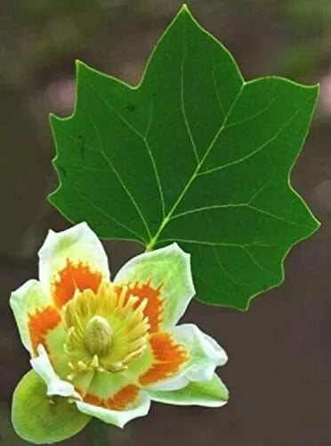 Tulip Poplar Seeds 25 Pack - Fast Growing Tree with Tulip-Shaped Flowers