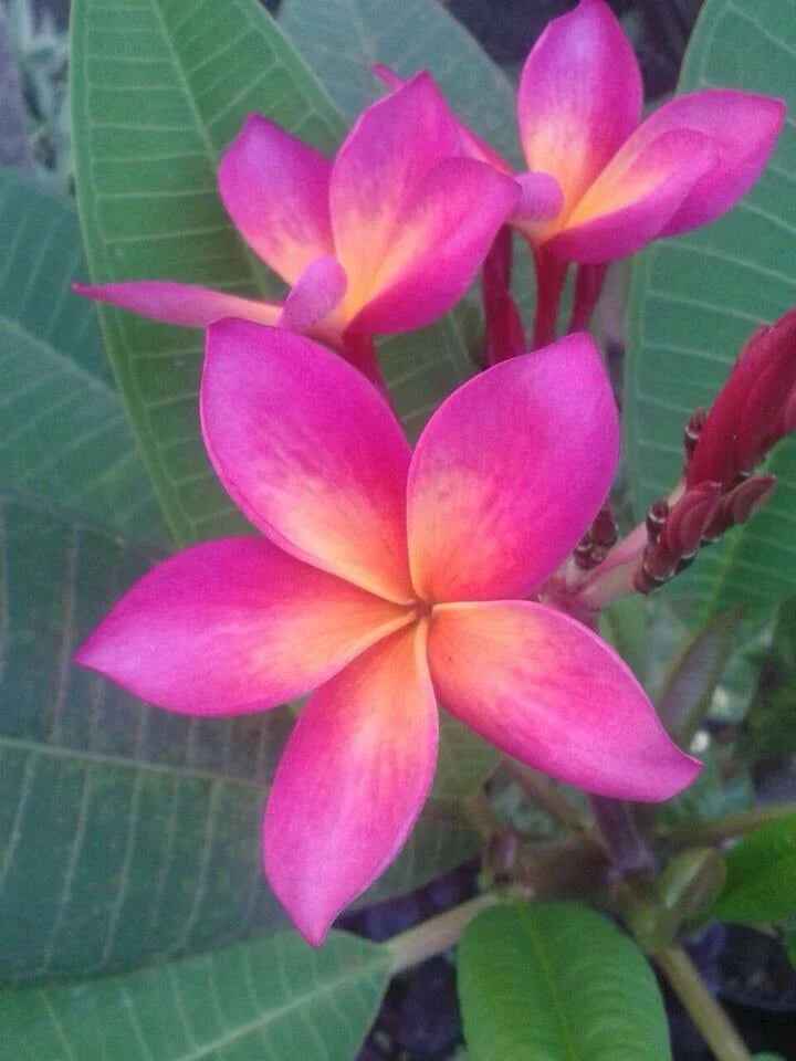 Plumeria Seeds - 5 Bright Pink Orange Flower Seeds - Perennial Tropical Plants (Plumeria spp.)