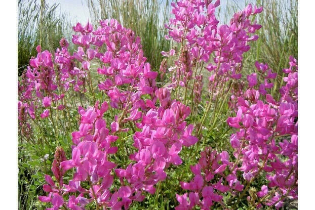 50+ Utah Northern Sweetvetch Seeds | Native Wildflower for Drought, Heat, Cold, and Poor Soils | Vicia americana