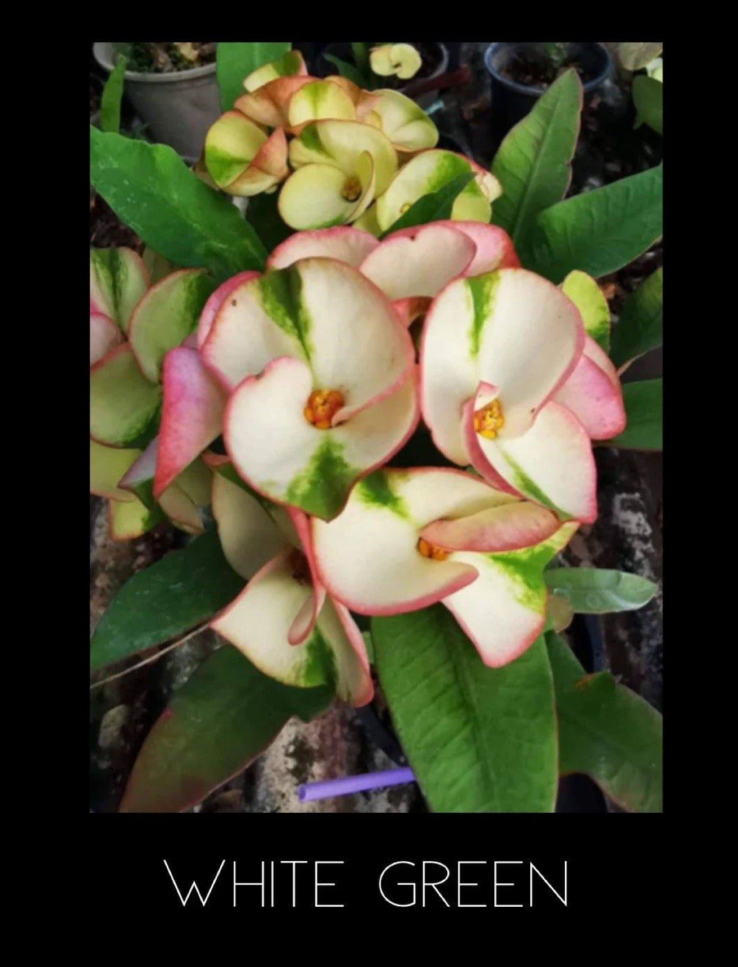 Crown of Thorns Plant - White Green Variety - Thai Rooted Euphorbia Milii, Corona De Cristo