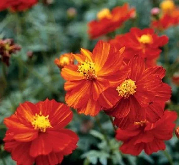 Dwarf Red Sulphur Cosmos Seeds 100 Pack | Cosmos sulphureus Annual Flower for Bees & Pollinators