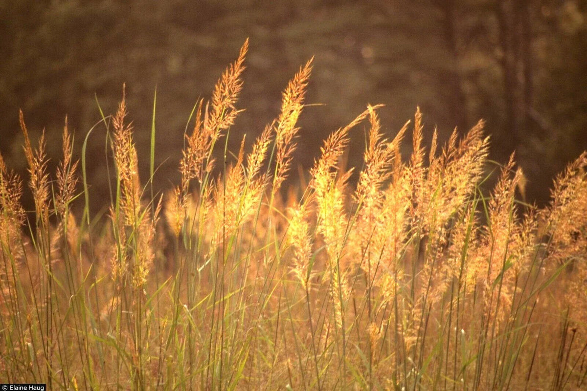 Indian Grass Seeds - 501+ Count - Sorghastrum nutans Native Prairie Grass