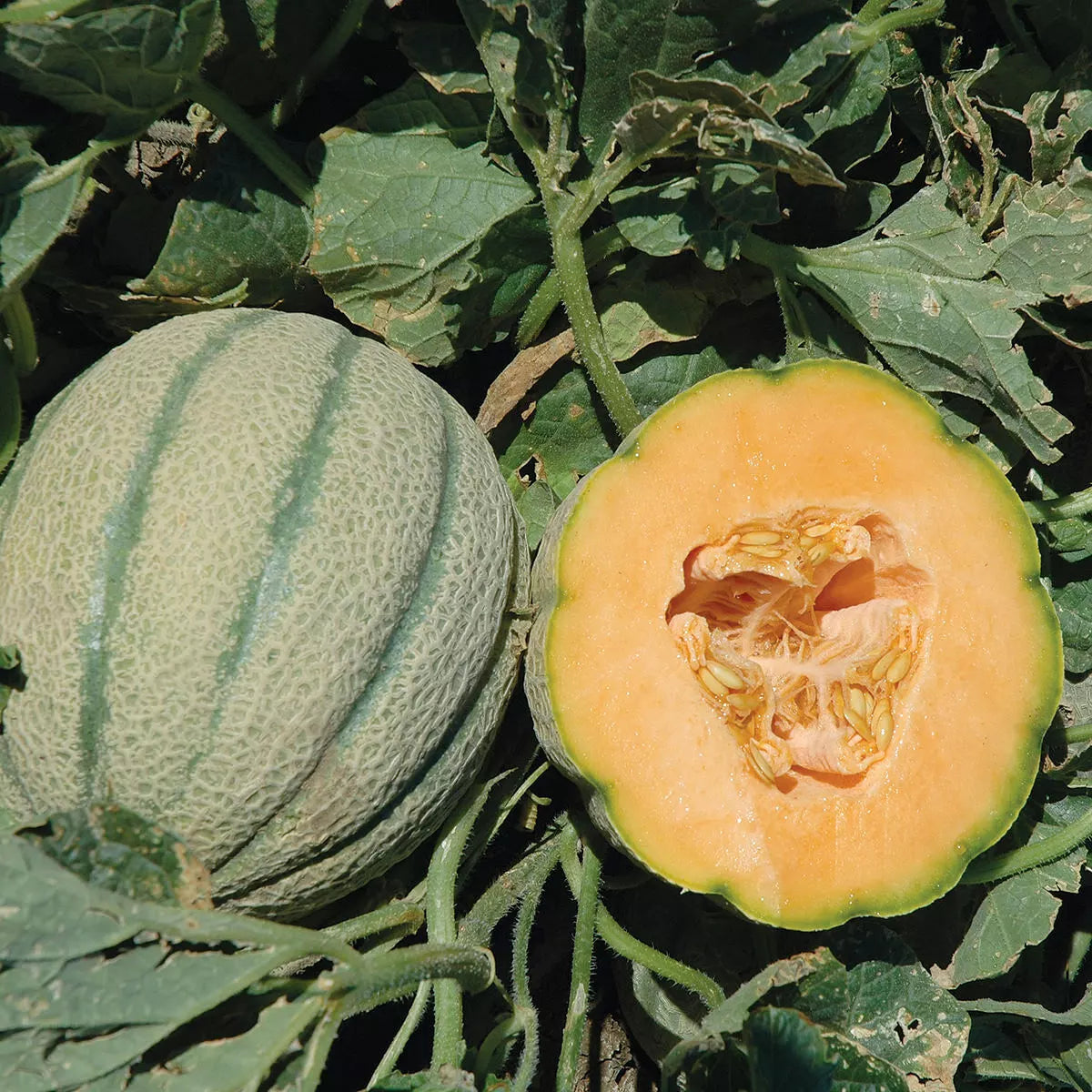 Orange Sherbet F1 Hybrid Melon Seeds - 10 Non-GMO Heirloom Seeds for Home Gardening - Cucumis melo
