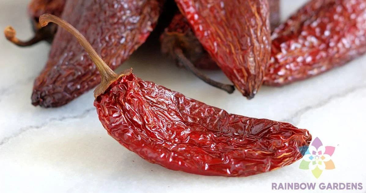 Chipotle Tipico Hot Pepper Seeds - 25+ Seeds for Garden Planting - USA Grown - Perfect for Spicy Dishes - Free Shipping