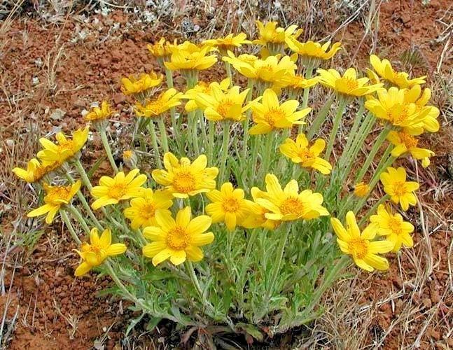 Oregon Sunshine Seeds - Wooley Sunflower - Native Wildflower - Drought Tolerant, Poor Soil Adaptable - Helianthus annuus