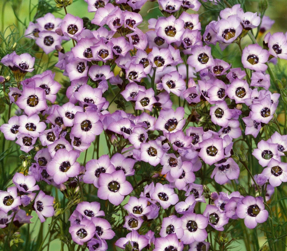 Bird's Eyes Gilia Seeds 500+ Tricolor Annual Flower for Hummingbirds, Gilia tricolor, Wildflower Garden, Easy to Grow