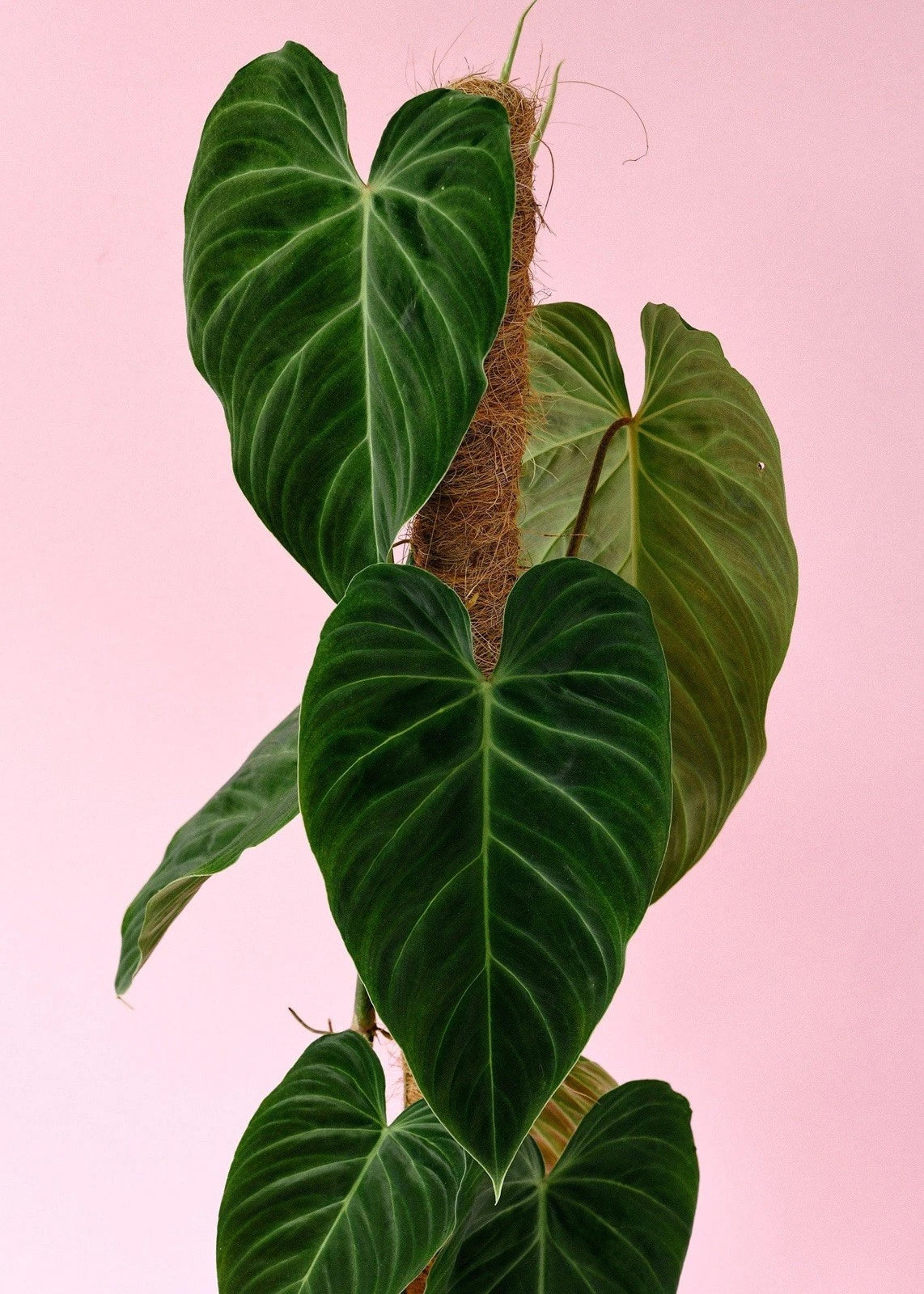 Philodendron Cutting, Splendid Variety, Rare Indoor Plant, Philodendron 'Splendid' Hybrid, Propagation Ready