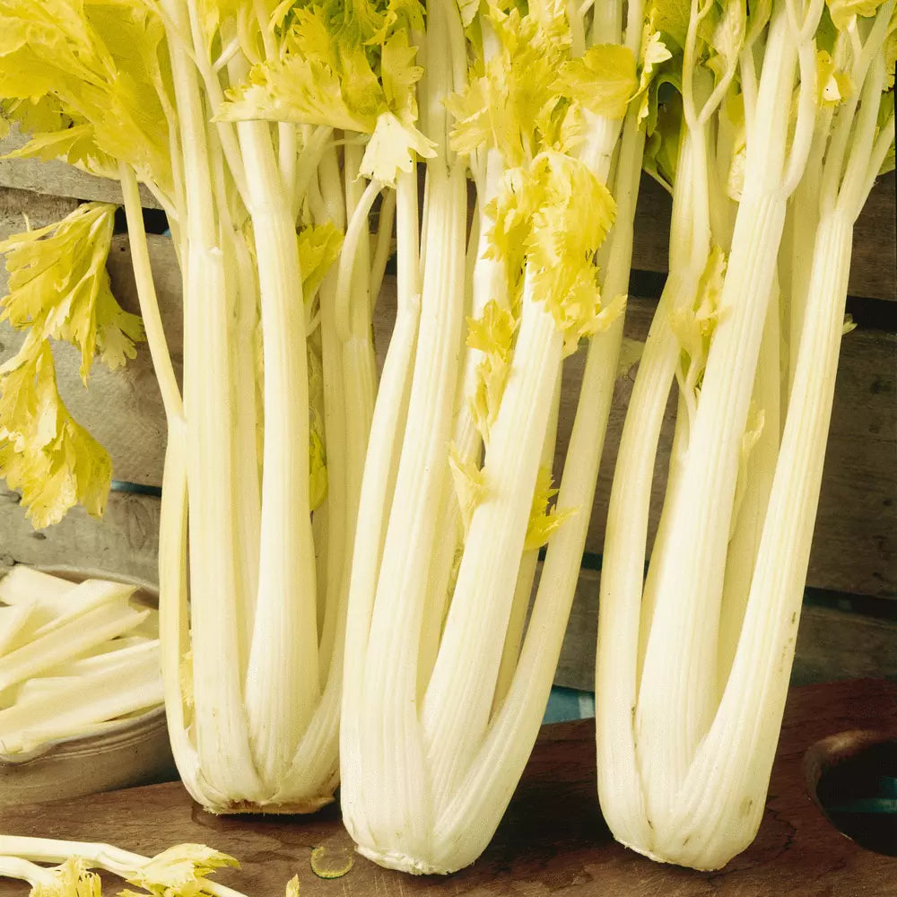 Golden Pascal Celery Seeds - Stringless, Winter King, Non-GMO, Heirloom Seeds, Apium graveolens