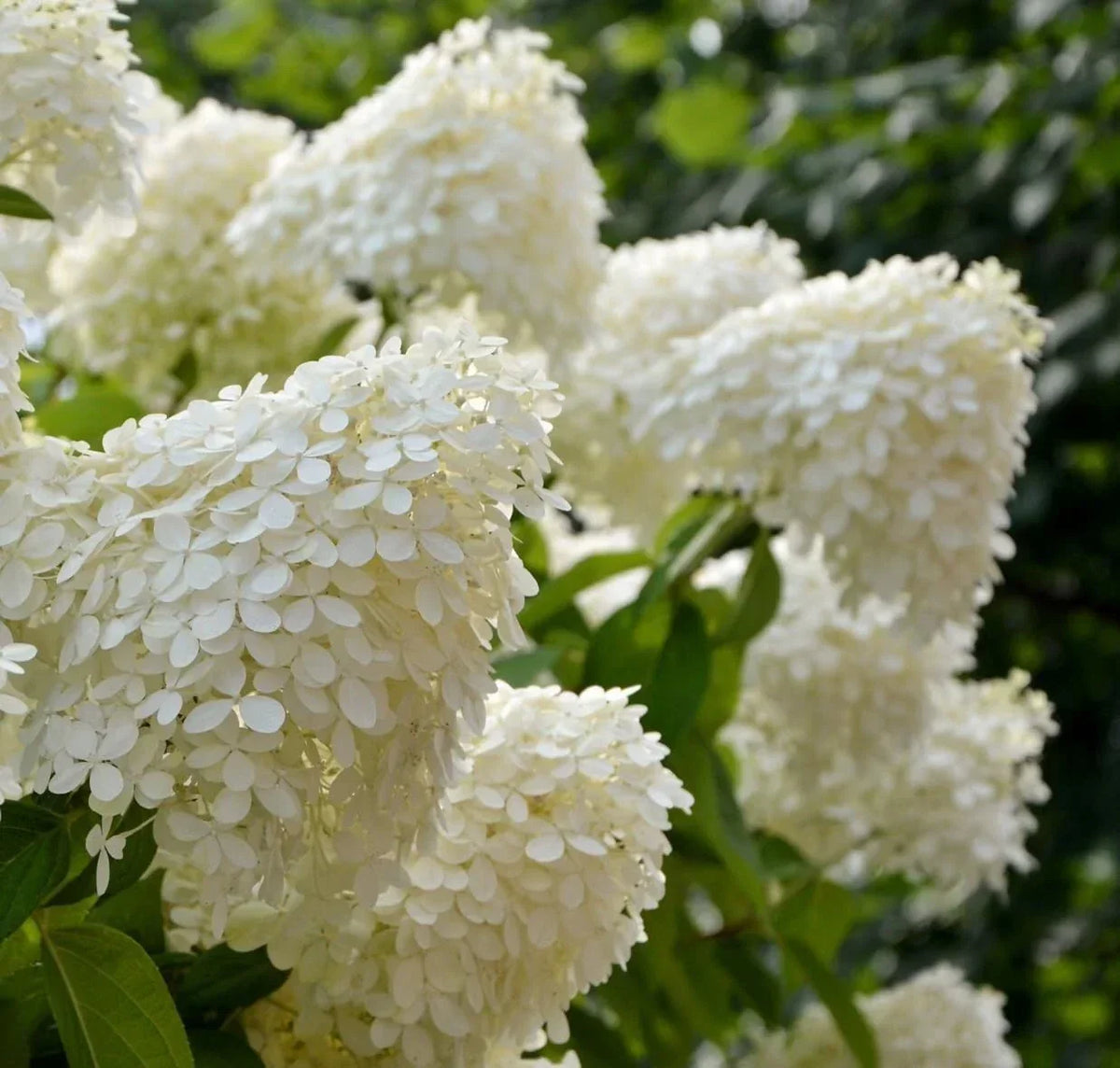 White Hydrangea Seedlings in 4-Inch Pots | Hydrangea macrophylla