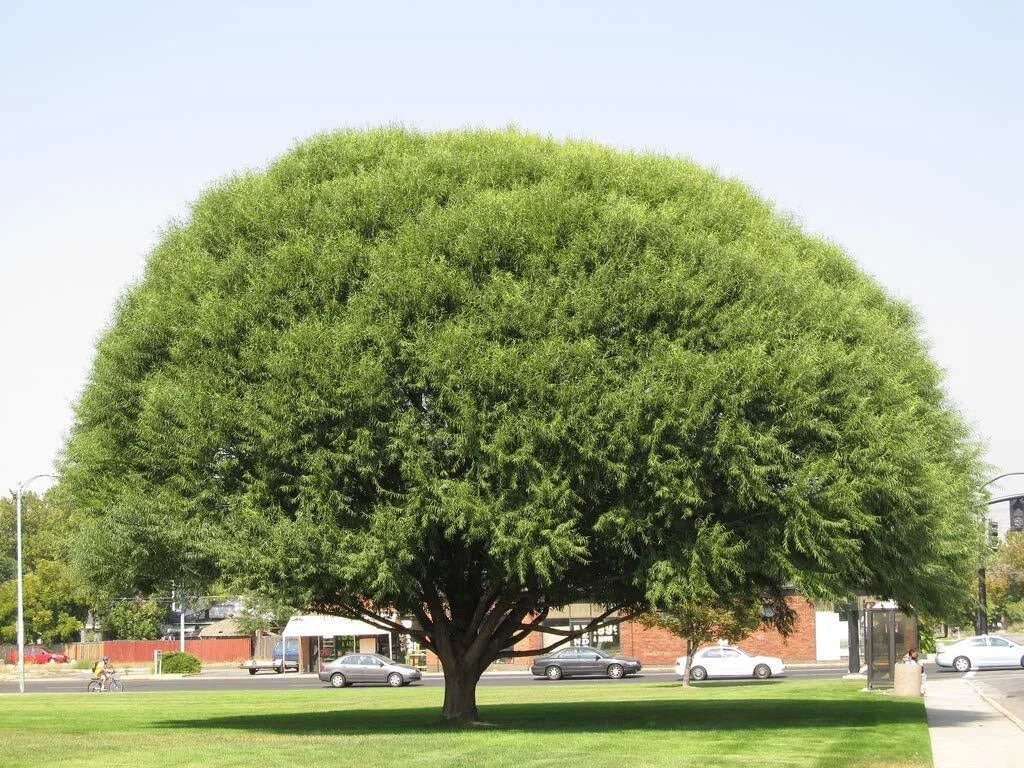 Globe Willow Tree Cuttings - 2 Live Cuttings - Fast Growing Shade & Privacy Trees