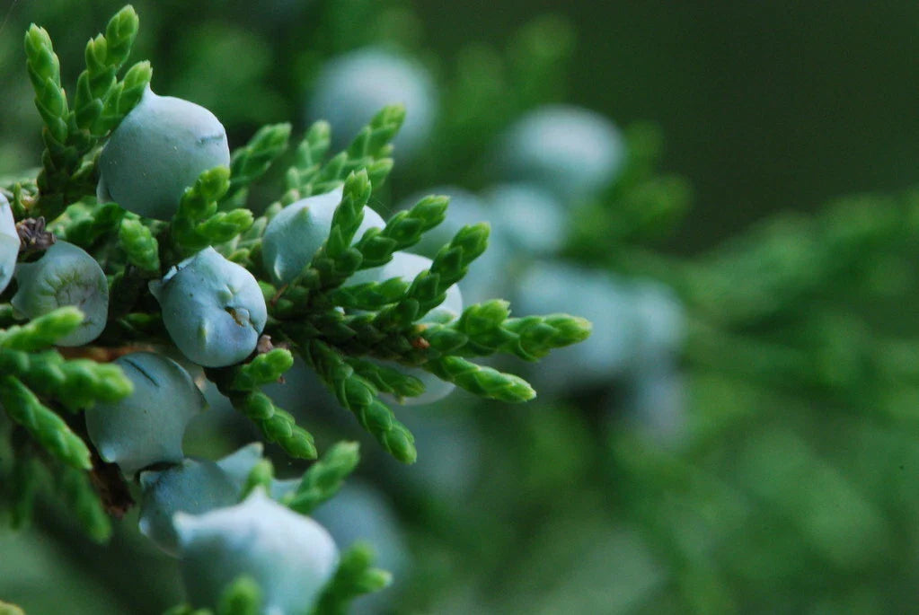 Eastern Red Cedar Seeds, 50 Count, Juniperus virginiana, Native Tree for Landscaping and Wildlife Gardens