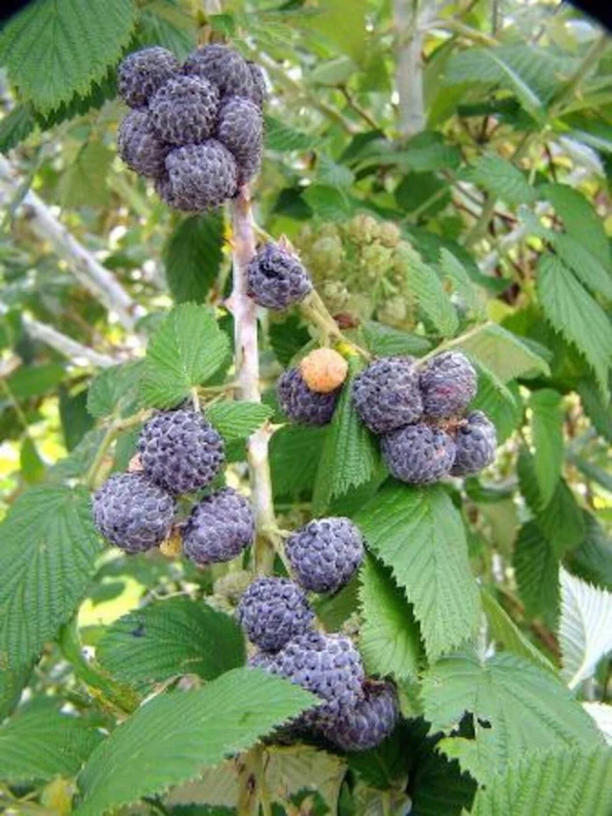 10 Black Raspberry Plants Bare Root Starter Mysore Rubus Niveus USDA Zones 9-11 Edible Fruit Plant