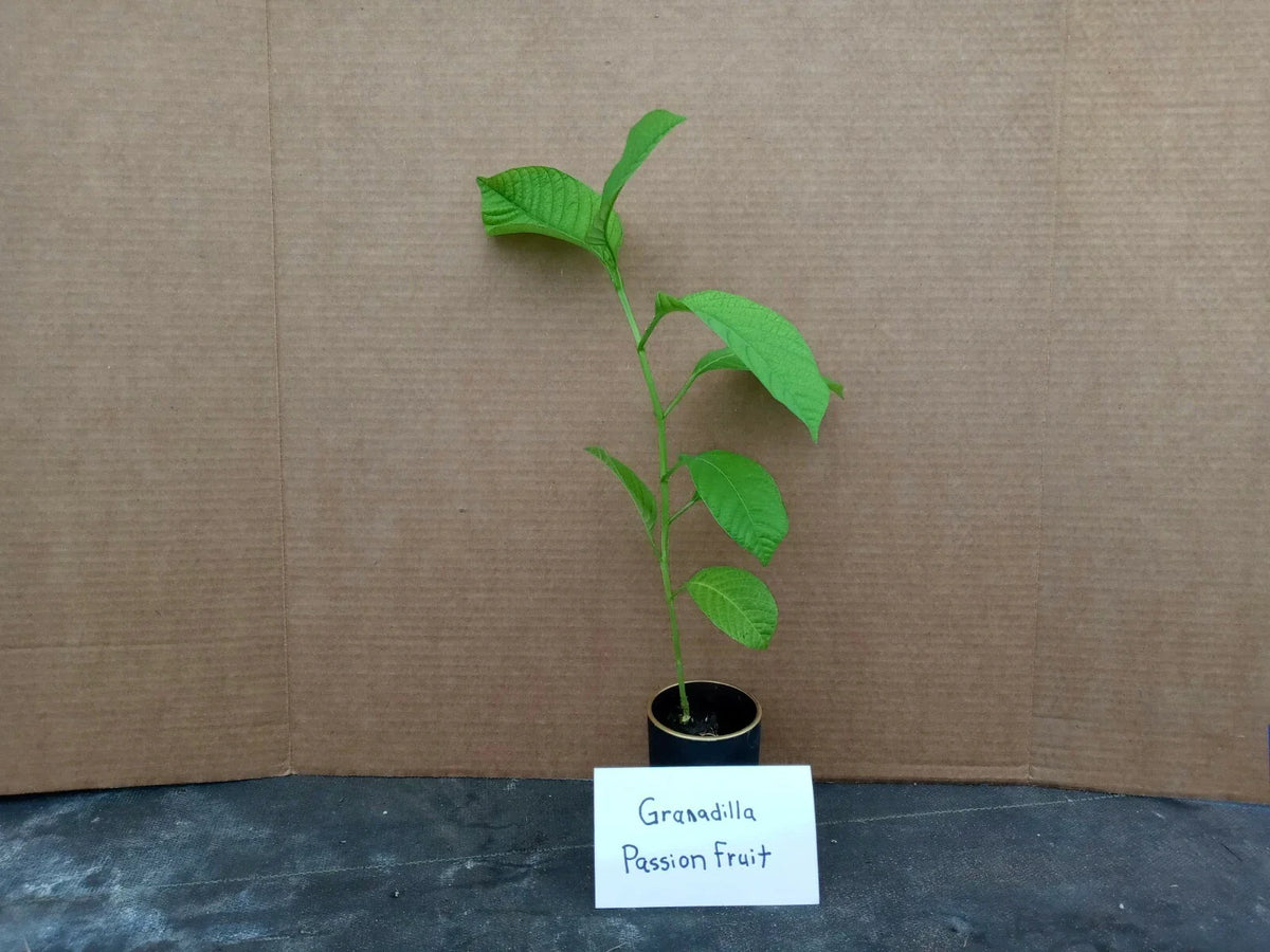 Yellow Passion Fruit Live Starter Plant Passiflora Edulis