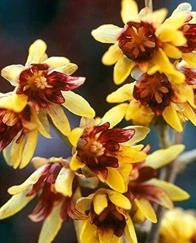 Wintersweet Bonsai Tree Seeds - 10 Pack - Chimonanthus praecox - Fragrant Winter Flowers