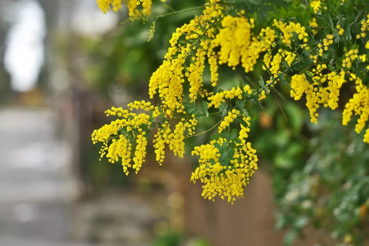 Acacia Golden Wattle Tree Seeds - 40 Fresh Acacia pycnantha Native Australian Drought-Resistant Plant