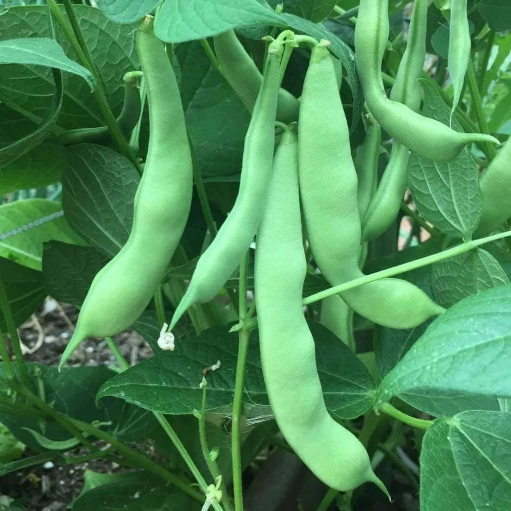 Green Bean Seeds | Roma II Green Beans | Fresh NON-GMO Seeds | Phaseolus vulgaris