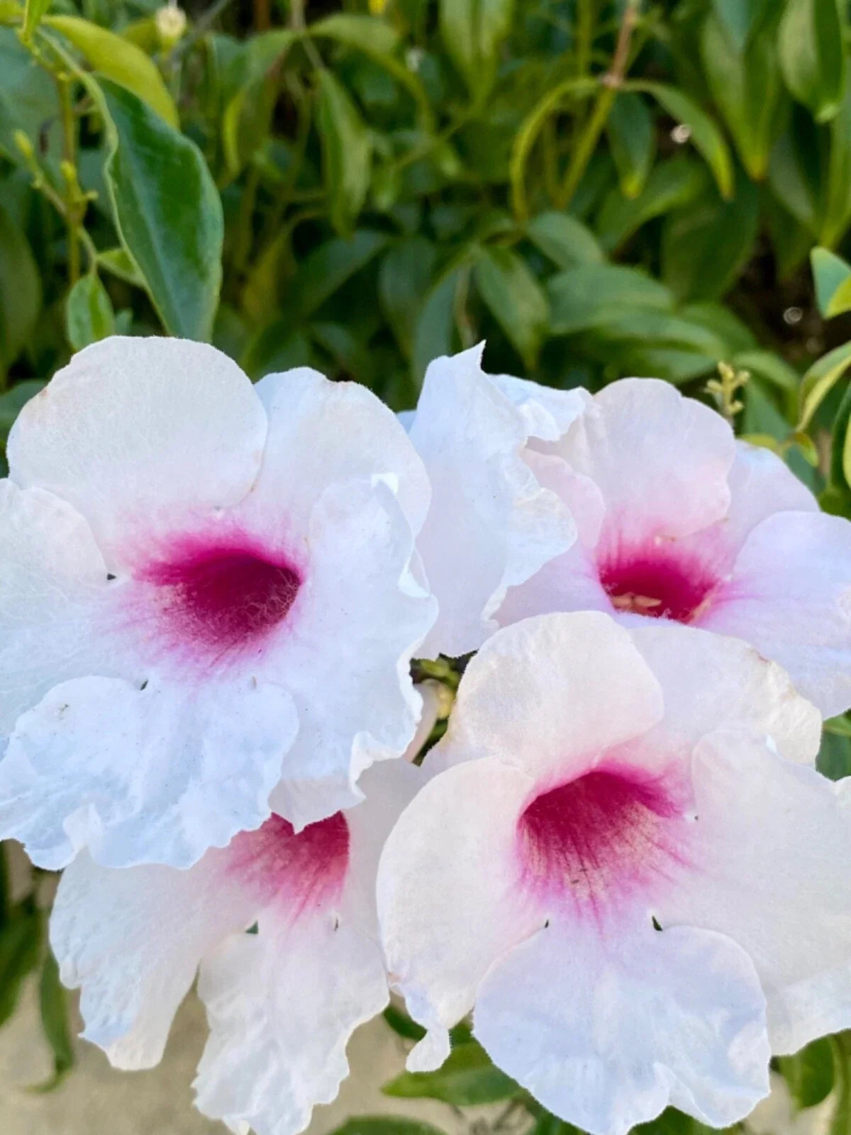 Pink Bower Pandora Vine Cuttings - 7 Pack Fragrant Pink & White Climbing Plant Pandorea jasminoides
