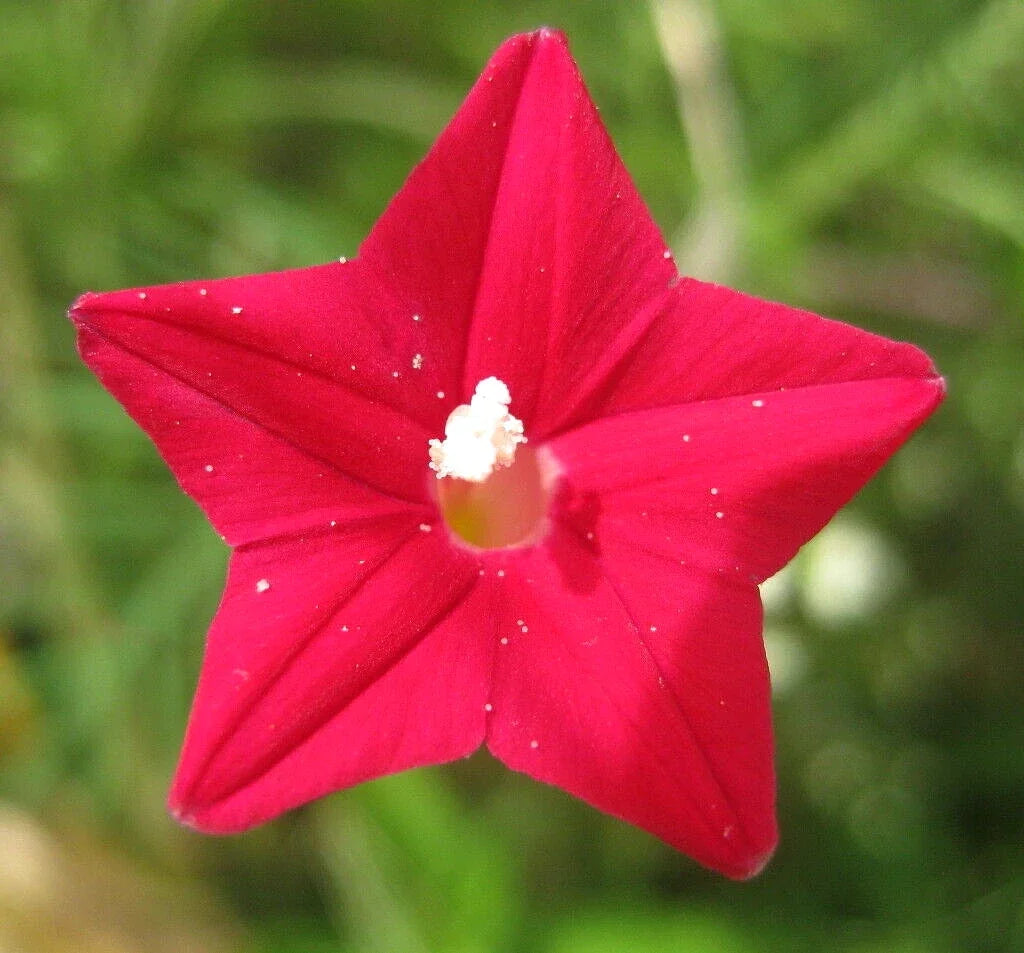Cardinal Climber Seeds - 50+ Hummingbird Vine Ipomoea sloteri, Red Flowers, Climbing Annual Vine, Free Shipping USA