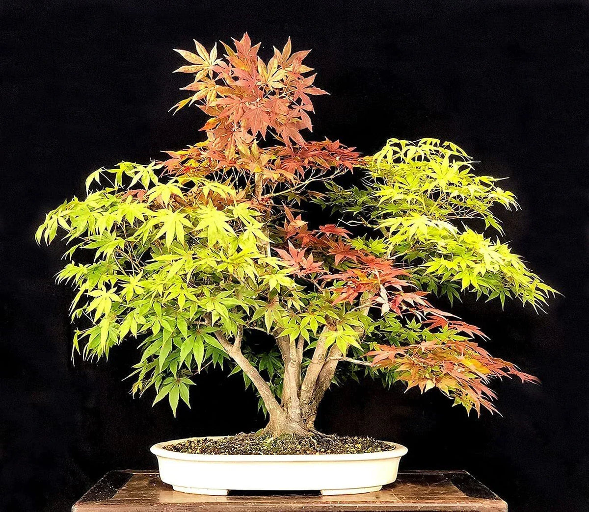 Bonsai Tree Seeds - Trident Maple - 20+ Seeds - Acer buergerianum