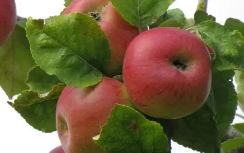 Brabant Bellefleur Apple Seeds - 25+ Pack - Heirloom Malus domestica - USA Garden Planting