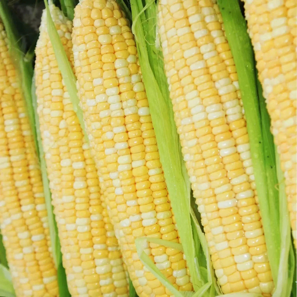 200 pcs Peaches and Cream Bi-Color Sweet Corn Seeds | Non-GMO Heirloom Zea mays