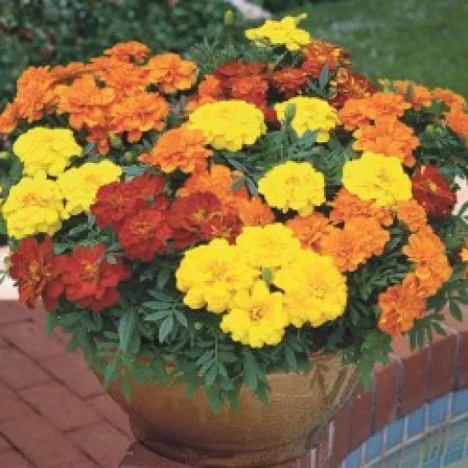 Marigold Seeds Crackerjack Variety - 50 Seeds Tagetes erecta