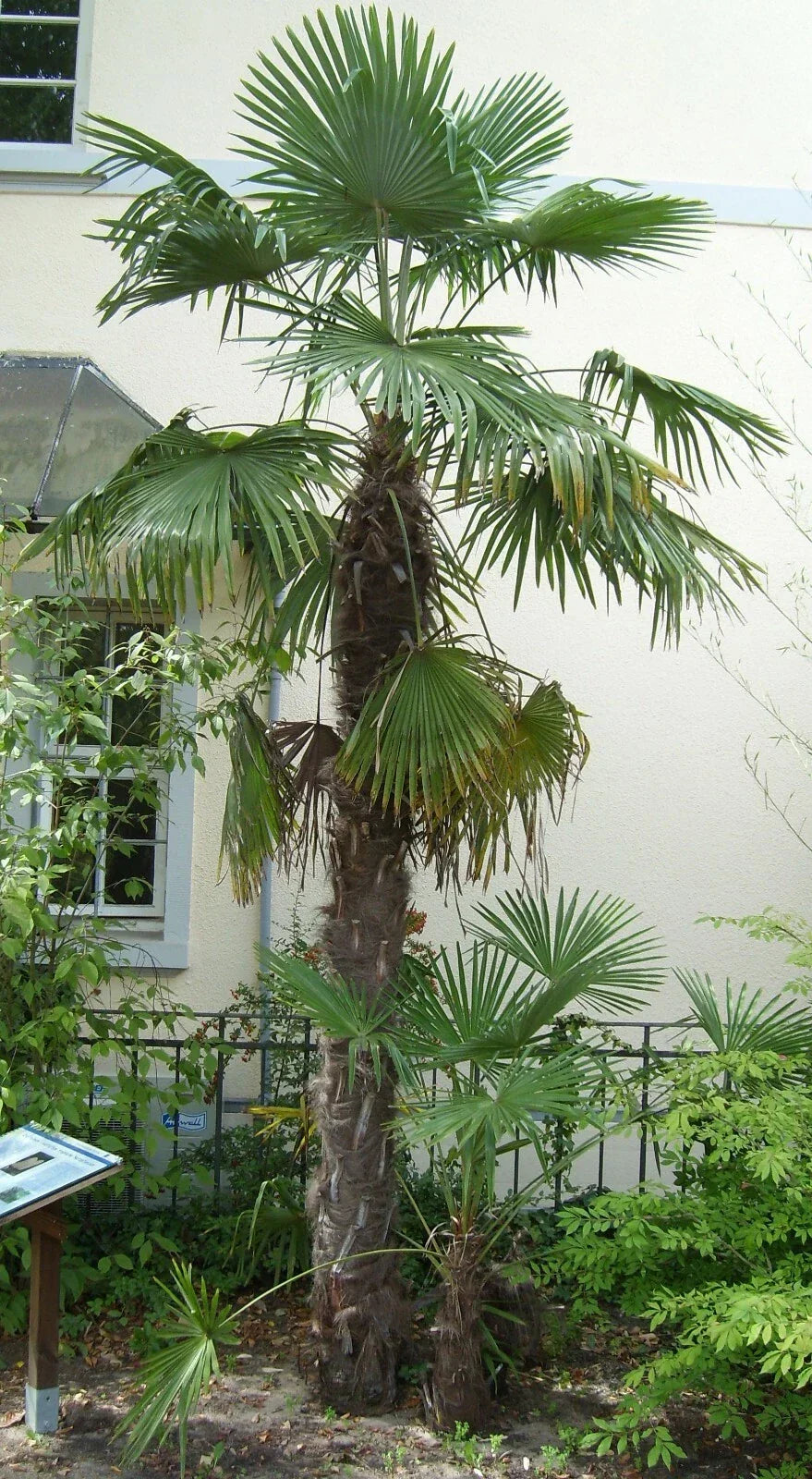 Windmill Palm Seeds 10 Pack - Trachycarpus fortunei Hardy Tropical Tree