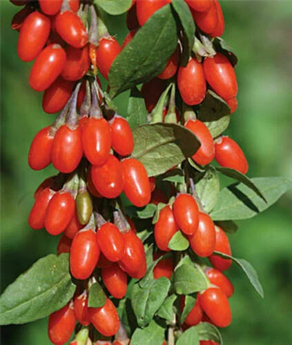 Goji Berry Plants - 3 Rooted Plants - Lycium barbarum - Organic Superfood for Home Garden