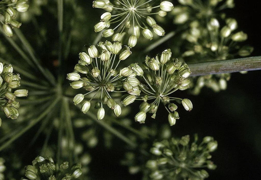 Angelica Seeds - 200 Non-GMO Herb Seeds for Gardening - Angelica archangelica - Easy to Grow, Free Shipping