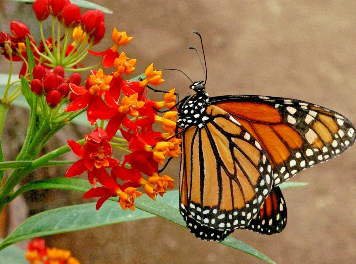 Bloodflower Seeds - 100+ Seeds Tropical Milkweed, Mexican Butterfly Weed, Drought Tolerant, Asclepias curassavica