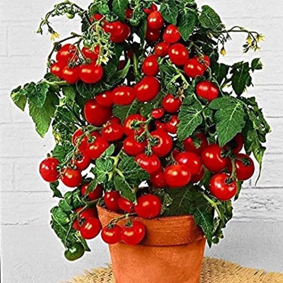 Dwarf Bush Cherry Tomato Seeds - 100 Count Heirloom Solanum lycopersicum