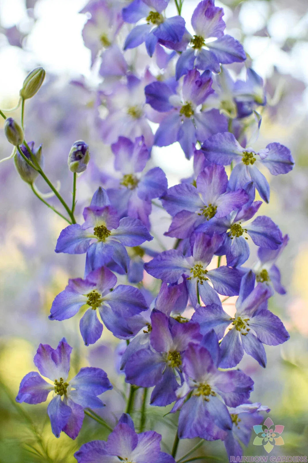 Frosted Skies Delphinium Seeds - 200+ Pack for Garden Planting - Delphinium elatum - USA Grown, Free Shipping