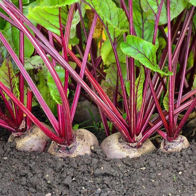 Detroit Dark Red Beet Seeds - 200+ Count - Ruby Red Beet - Beta vulgaris