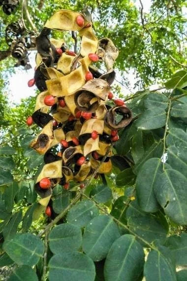 Small Coral Pea Seeds - 15 Pack - Adenanthera microsperma - Tropical Garden Seeds