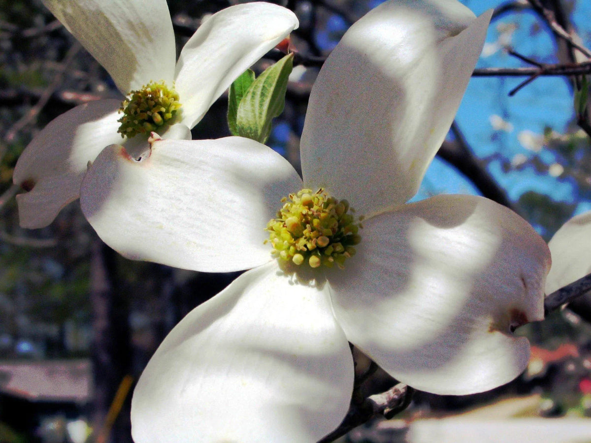 Dogwood Tree Seeds - Flowering Variety - Cornus florida - Native Plant Seeds for Gardening, Landscape, and Wildlife