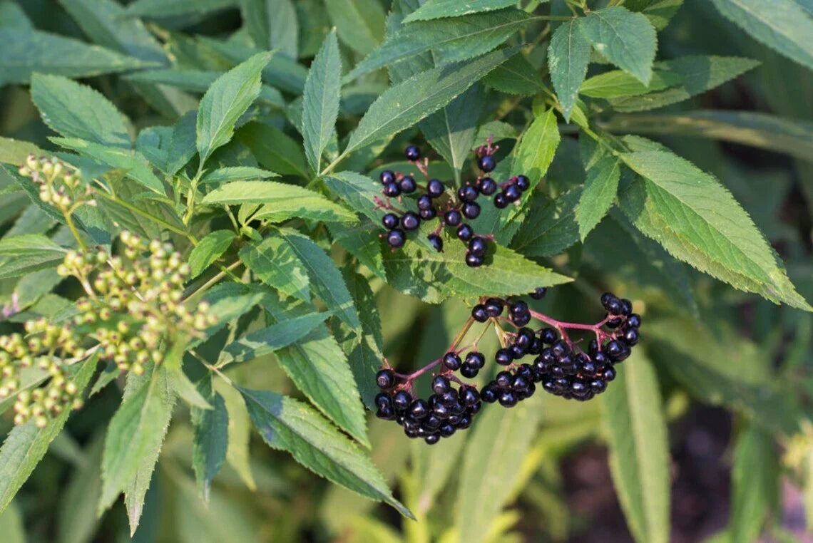 Elderberry Cuttings 6-Pack | Native Edible Wildflower Sambucus canadensis