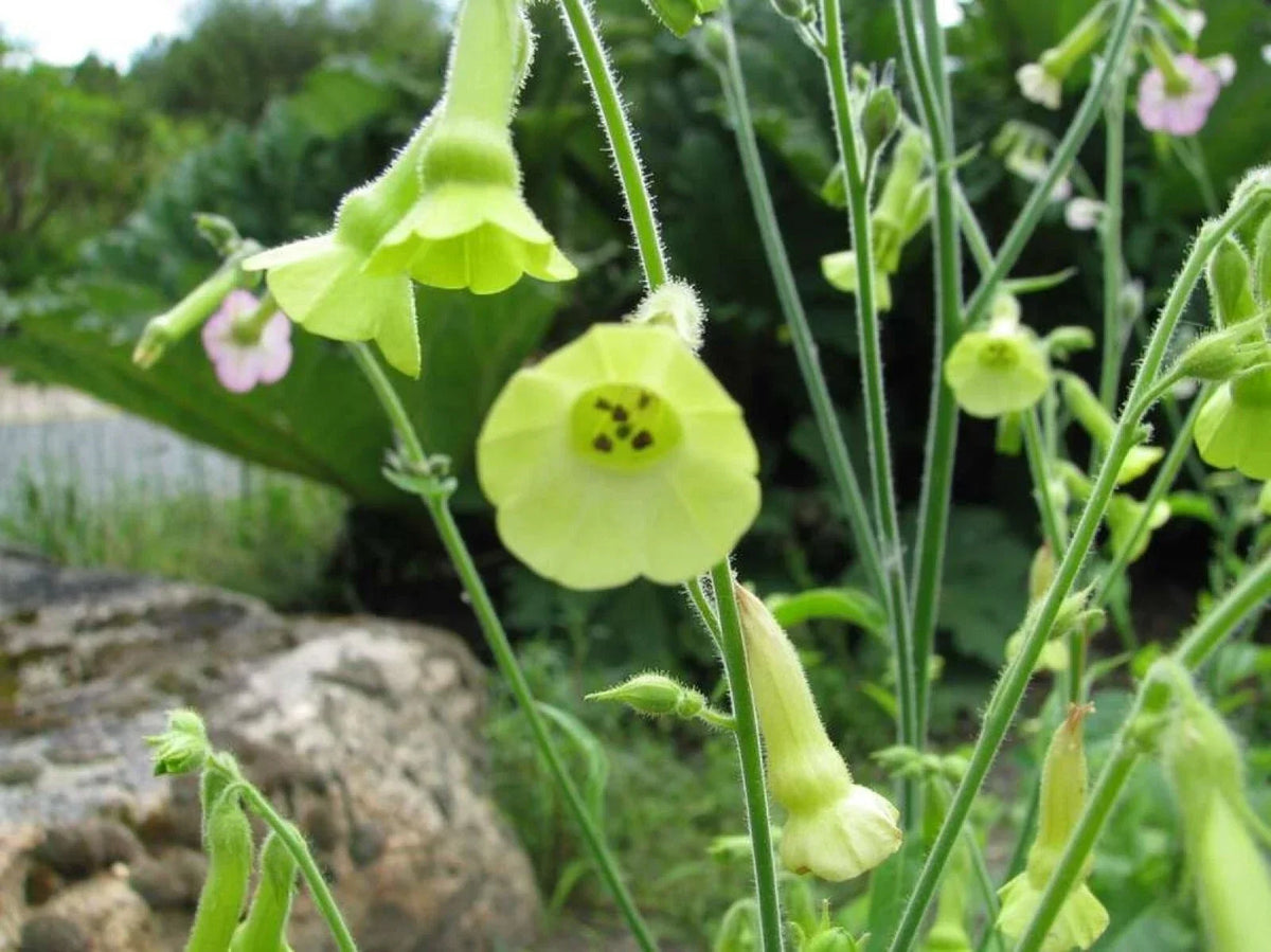 Organic Lemon Tree Tobacco Seeds - Nicotiana L. Heirloom Variety, Aromatic Lemon Scent, 100+ Seeds, Non-GMO, Easy to Grow