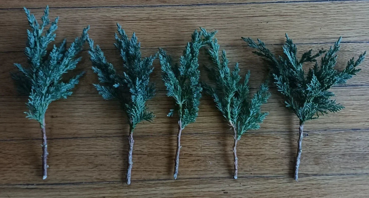 Pre Bonsai Juniper Cuttings 6-8 Inch Green Mound Juniper (Juniperus horizontalis) 5 Pack