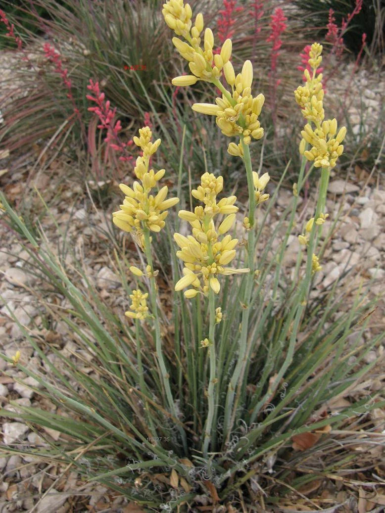 Texas Yucca Seeds - 30 Pack, Rare Yellow Flower Hesperaloe parviflora, Drought-Tolerant Perennial, Ideal for Xeriscaping