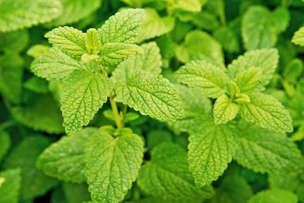 Lemon Balm Seeds - Melissa officinalis, Easy to Grow Aromatic Herb