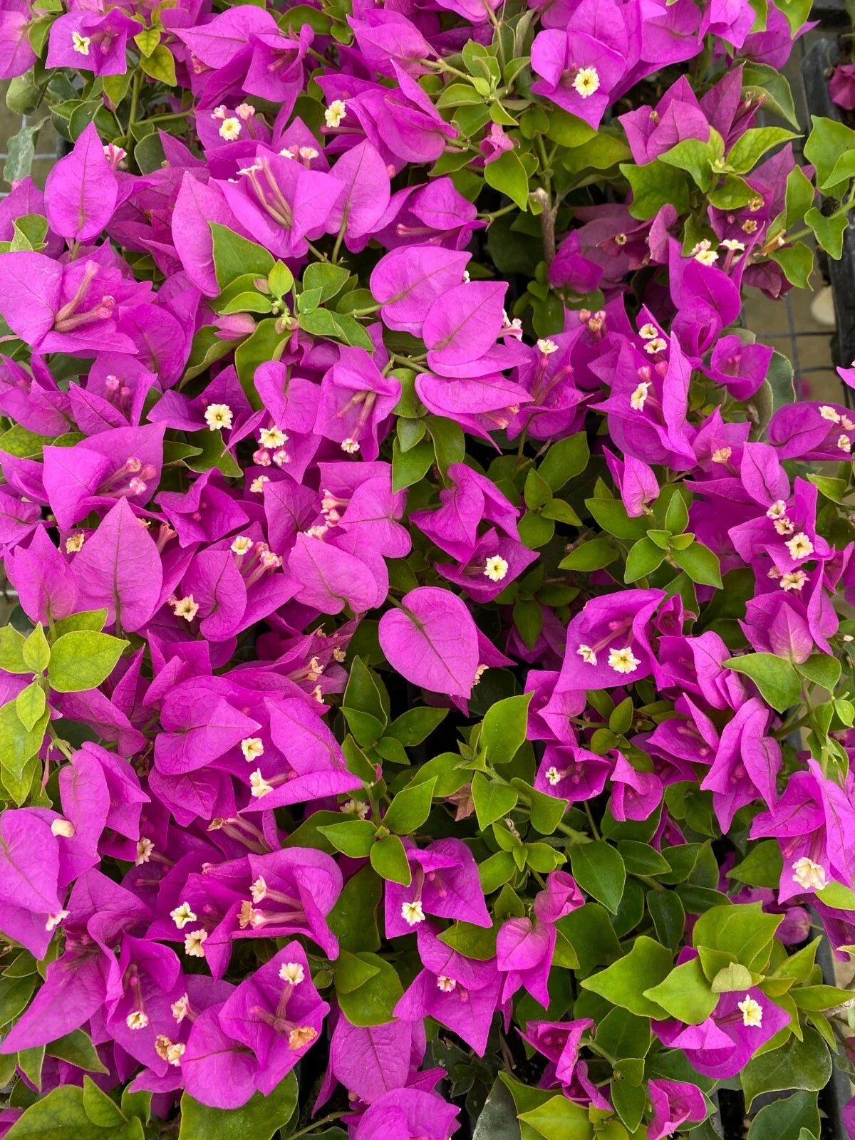 Live Bougainvillea Starter Plant - Royale Purple - Bougainvillea spp. - Well Rooted - USA Seller