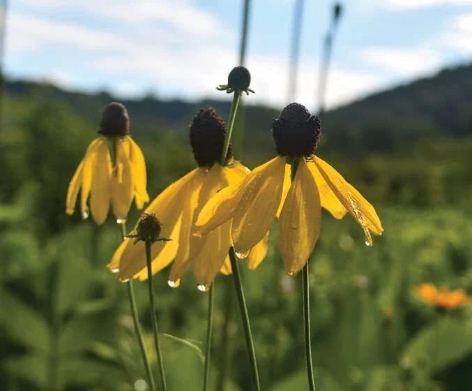Weeping Coneflower Seeds (100 Seeds) - Easy to Grow, Ratibida pinnata - Native Wildflower for Garden Planting