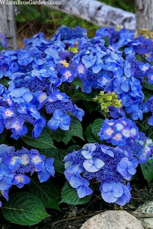 Pop Star Hydrangea 6-Pack | Rooted Cuttings | Hydrangea macrophylla | Beginner-Friendly Garden Plant