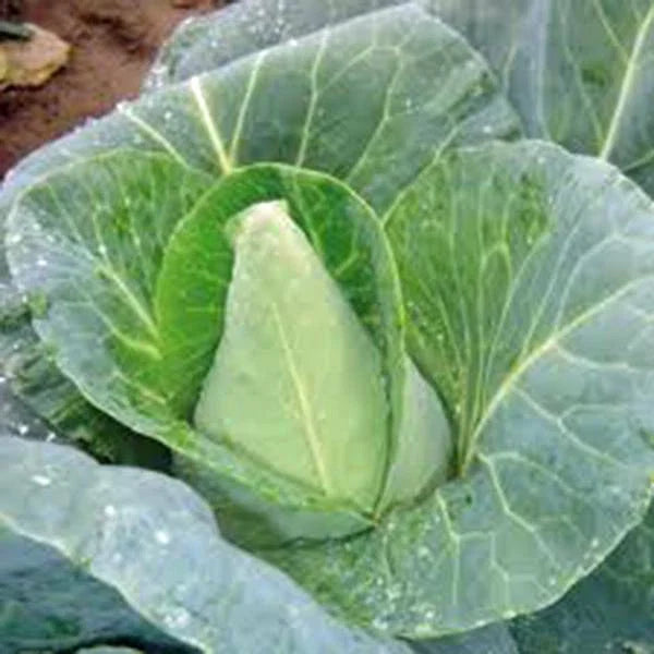 Cabbage Seeds, Heirloom Early Jersey Wakefield, Non-GMO, 25+ Seeds, Organic Vegetable Gardening