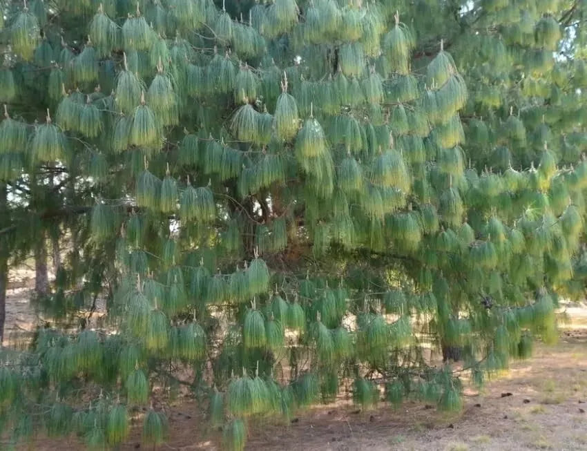 Mexican Weeping Pine Tree Seeds - 30 Count - Pinus patula Evergreen Seeds