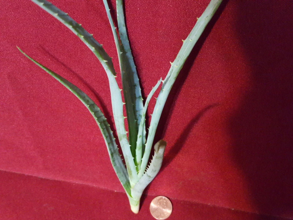Blue Elf Aloe Live Plant Cutting 6-8 Inch - Aloe 'Blue Elf'